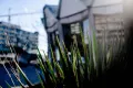 Pflanzen mit Audimax im Hintergrund