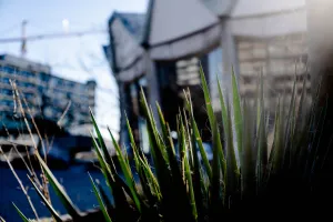 Pflanzen mit Audimax im Hintergrund